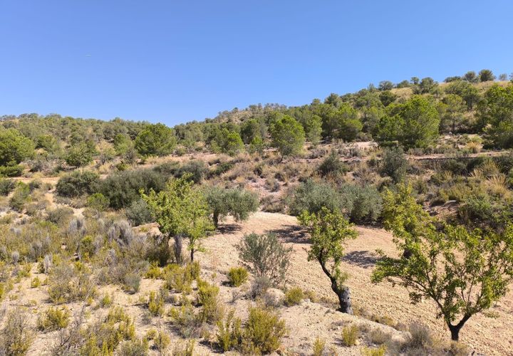 Helårsgrund i Monovar, Alicante, Monovar - € 11.500 | Ref: 61104 - foto 1
