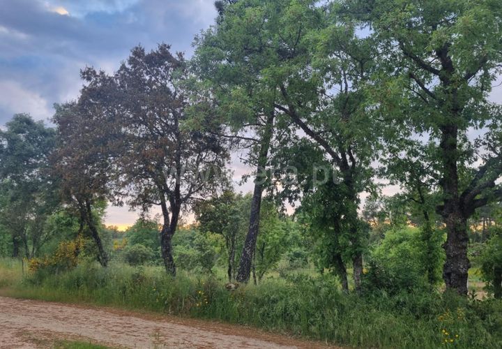 Terra a Celorico da Beira, Guarda, Celorico da Beira - € 25.000 | Ref: 046250056 - foto 1