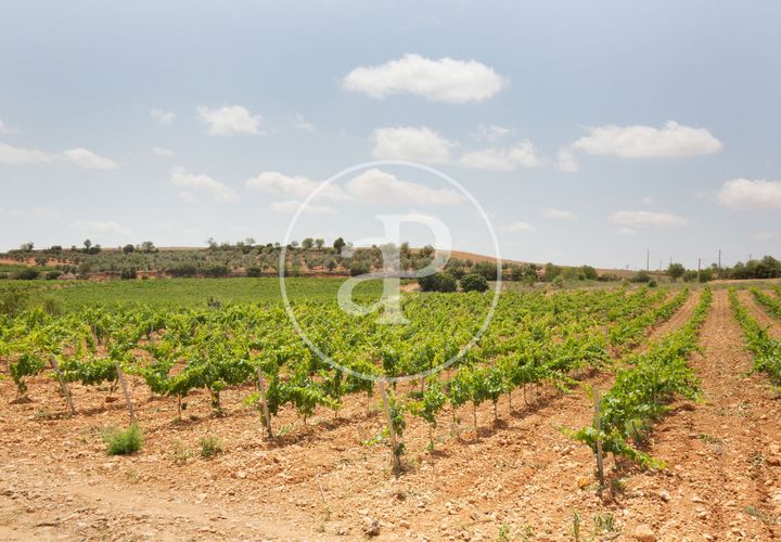Terra a Utiel, Valencia, Utiel - € 1.350.000 | Ref: VV2506015 - foto 1