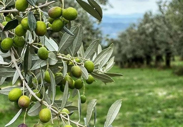 Terra a Narni, Terni, Narni - € 1.950.000 | Ref: CBI057-315-30377 - foto 1