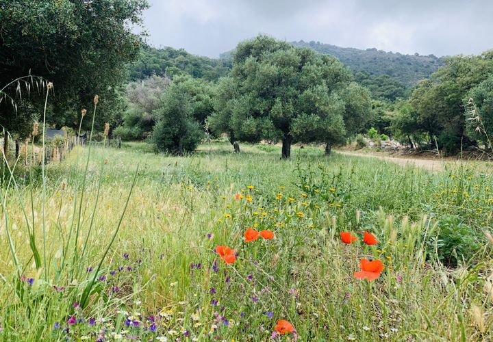 Terra a Muro, Haute-Corse, Muro - € 321.000 | Ref: 35658 - foto 1