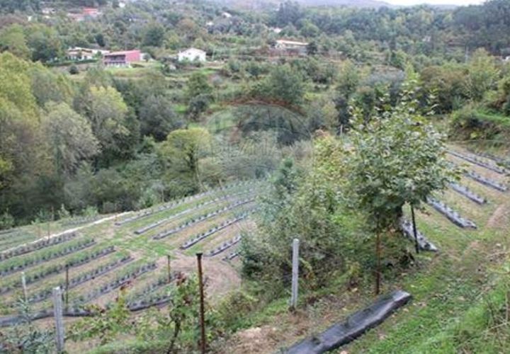 Helårsgrund i Chorense e Monte, Braga, Chorense e Monte - € 50.000 | Ref: 123331056-1019 - foto 1
