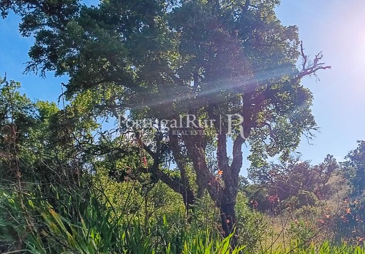 Terra a Bordeira, Faro, Bordeira - € 65.000 | Ref: PM646 - foto 1