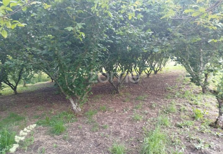 Terra a Ranhados, Viseu, Ranhados - € 40.000 | Ref: ZMPT578234 - foto 1