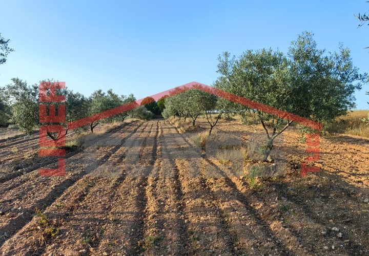 Terreno en Alvite e Passos, Braga, Alvite e Passos - € 20.000 | Ref: SÒL_1291 - photo 1