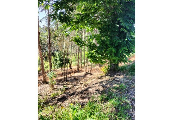 Terra a Luso, Aveiro, Luso - € 29.500 | Ref: SÒL_434 - foto 1
