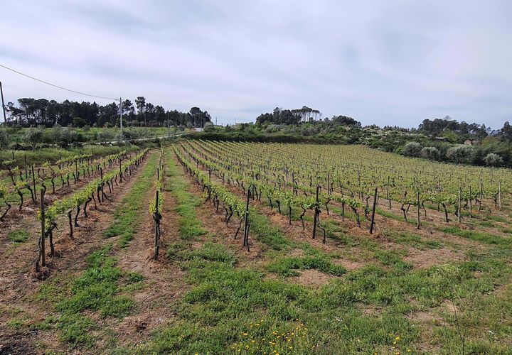 Terra a Santar e Moreira, Viseu, Santar e Moreira - € 65.000 | Ref: C0203-02188 - foto 1