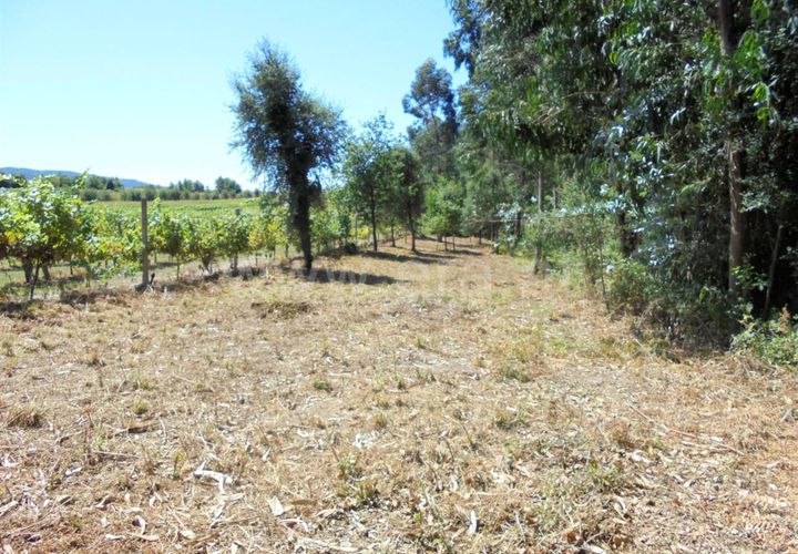 Helårsgrund i Barcelos, Braga, Barcelos - € 15.000 | Ref: 254170190 - foto 1