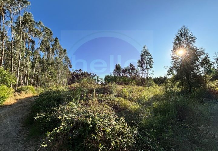 Helårsgrund i Tomar, Santarem, Tomar - € 15.000 | Ref: T 316 - foto 1