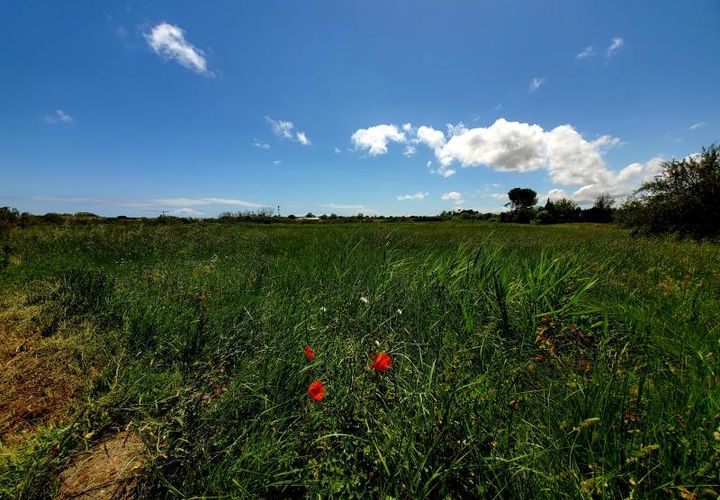 Helårsgrund i Marseillan, Herault, Marseillan - € 86.900 | Ref: 34B-TERRA_VINEA-_DIV - foto 1