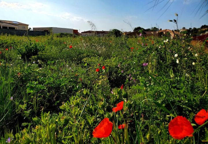 Helårsgrund i Lespignan, Herault, Lespignan - € 98.000 | Ref: 34B-LECERCLE_DIV - foto 1