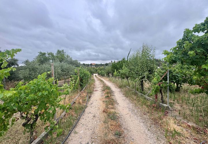 Tomt i Tomar, Santarem, Tomar - € 60 000 | Ref: TL044 - foto 1