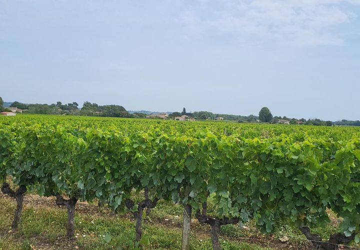 Terra a Portets, Gironde, Portets - € 142.500 | Ref: sbp - foto 1