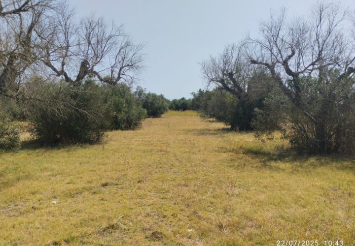 Helårsgrund i Casarano, Lecce, Casarano - € 55.000 | Ref: Caf-55 terre - foto 1