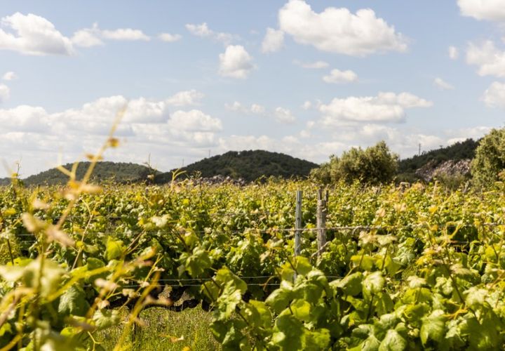 Farm i Estremoz, Evora, Estremoz - € 1.800.000 | Ref: AG050 - foto 1