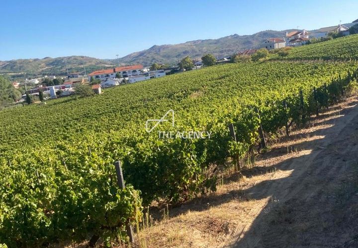 Terra a Alijo, Vila Real, Alijo - € 1.100.000 | Ref: TAPT01-1509_RC - foto 1