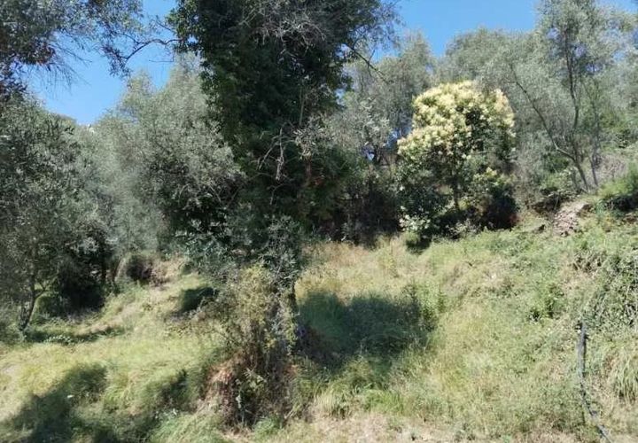 Tomt i Perinaldo, Imperia, Perinaldo - € 19 000 | Ref: 85866189 - foto 1