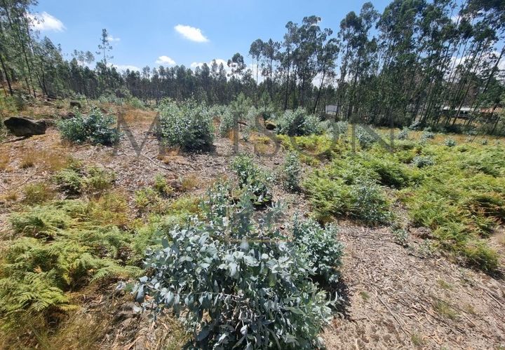 Terra a Lamoso, Porto, Lamoso - € 115.000 | Ref: MP-EF-T-260 - foto 1