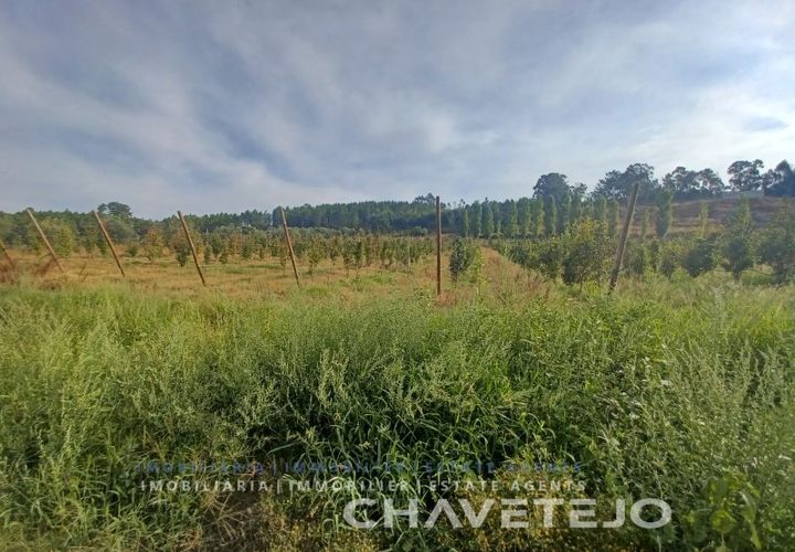 Farm i Serra, Santarem, Serra - € 95.000 | Ref: 704/25 - foto 1