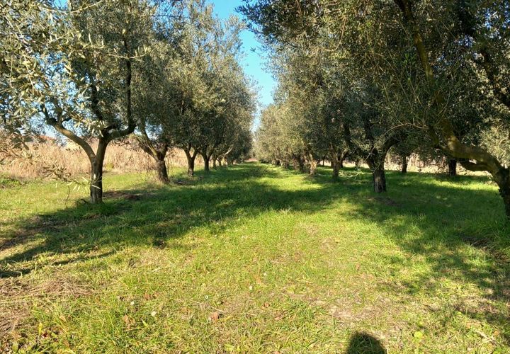Terra a Staranzano, Gorizia, Staranzano - € 32.000 | Ref: 3040 - foto 1