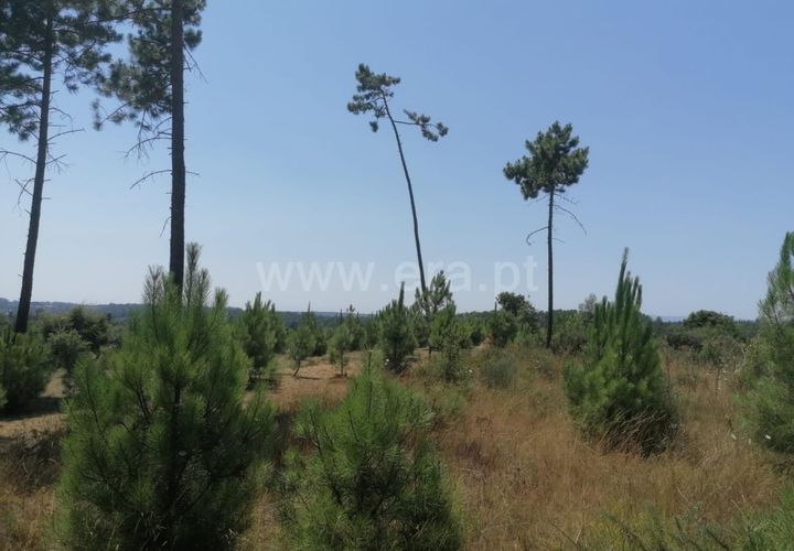Terra a Nelas, Viseu, Nelas - € 19.900 | Ref: 389240105 - foto 1