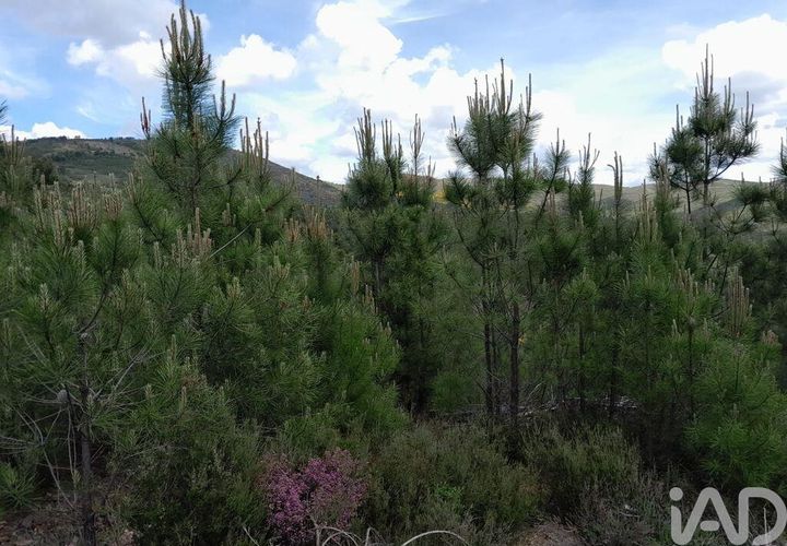 Terra a Covilha, Castelo Branco, Covilha - € 50.000 | Ref: 149279 - foto 1
