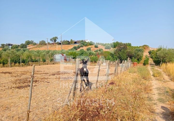 Terra a Pontevel, Santarem, Pontevel - € 75.000 | Ref: 11944 - foto 1