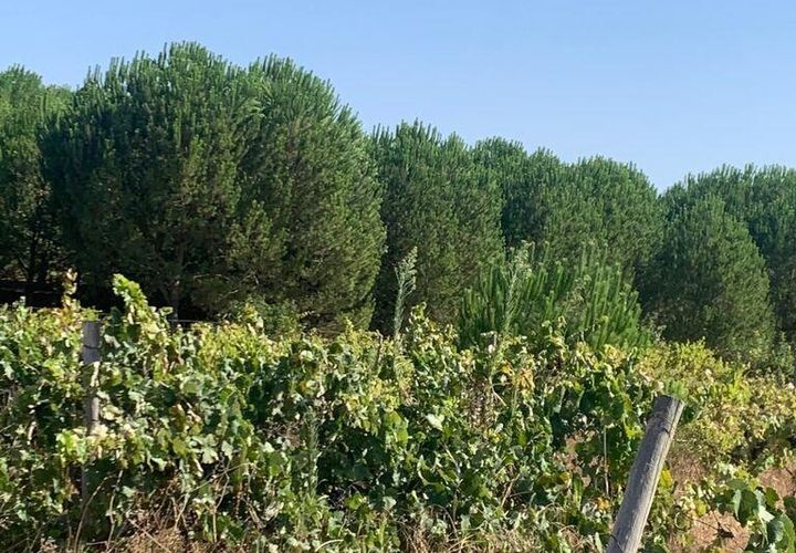 Terra a Palmela, Setubal, Palmela - € 260.000 | Ref: 149336 - foto 1