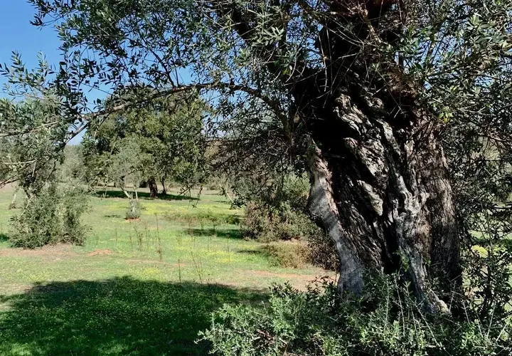 Farm hus i Alter do Chao, Portalegre, Alter do Chao - € 1.365.000 | Ref: C0486-00166 - foto 1