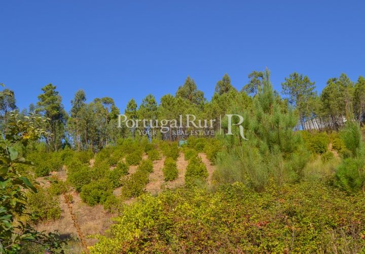 Helårsgrund i Proenca-a-Nova, Castelo Branco, Proenca-a-Nova - € 10.000 | Ref: SA239-B - foto 1
