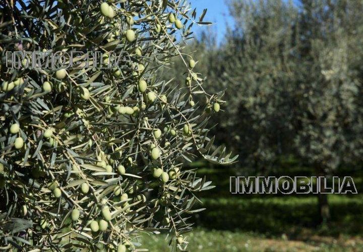 Helårsgrund i Citerna, Perugia, Citerna - € 35.000 | Ref: 605 - foto 1