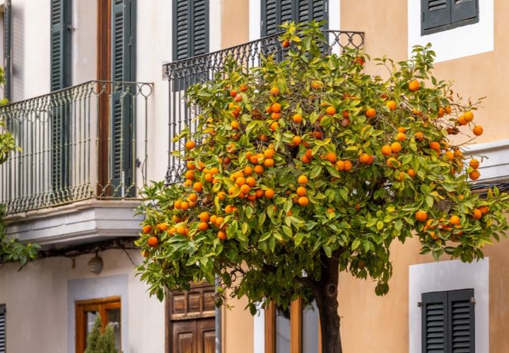 Villa i Santanyi, Mallorca, Santanyi - € 580.000 | Ref: 6849 - foto 1