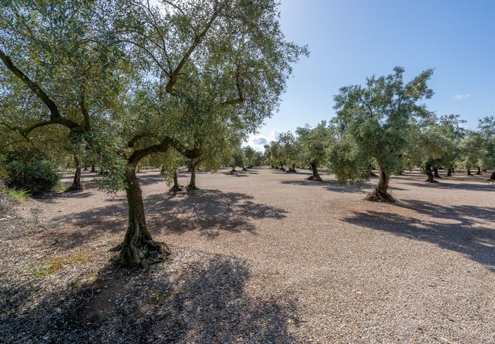 Finca i Ulldecona, Tarragona, Ulldecona - € 21.000 | Ref: 279 - foto 1