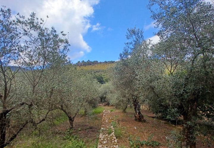 Terra a Sonnino, Latina, Sonnino - € 12.000 | Ref: 2124 - foto 1