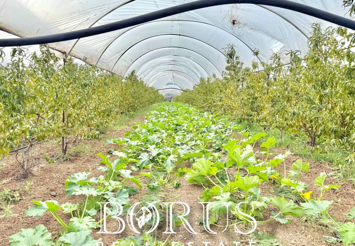 Farm i Sessa Aurunca, Caserta, Sessa Aurunca - € 780.000 | Ref: BR273 - foto 1