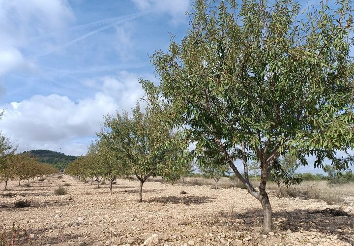 Helårsgrund i Yecla, Murcia, Yecla - € 69.900 | Ref: 41069-PB - foto 1