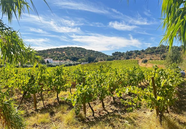 Terra a Borba, Evora, Borba - € 65.000 | Ref: 281571067 - foto 1
