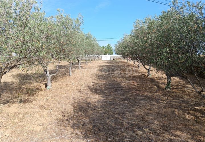 Helårsgrund i Castelo Branco, Castelo Branco, Castelo Branco - € 20.000 | Ref: 102250209 - foto 1
