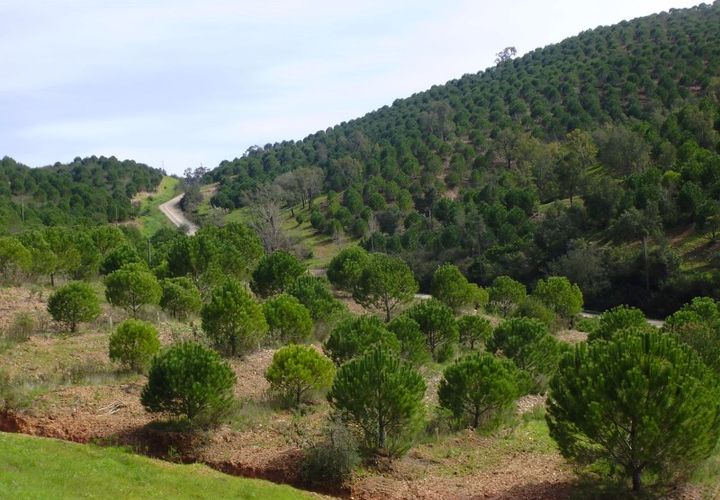 Helårsgrund i Silves, Faro, Silves - € 260.000 | Ref: AGMTR-023 - foto 1
