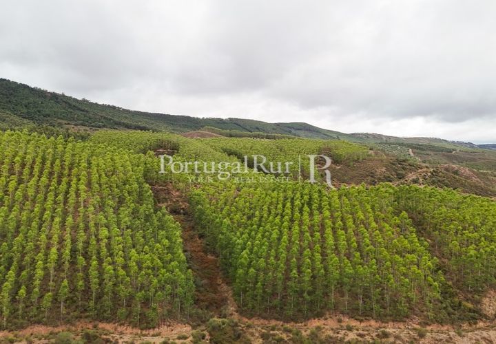 Helårsgrund i Nisa, Portalegre, Nisa - € 290.000 | Ref: JF305 - foto 1