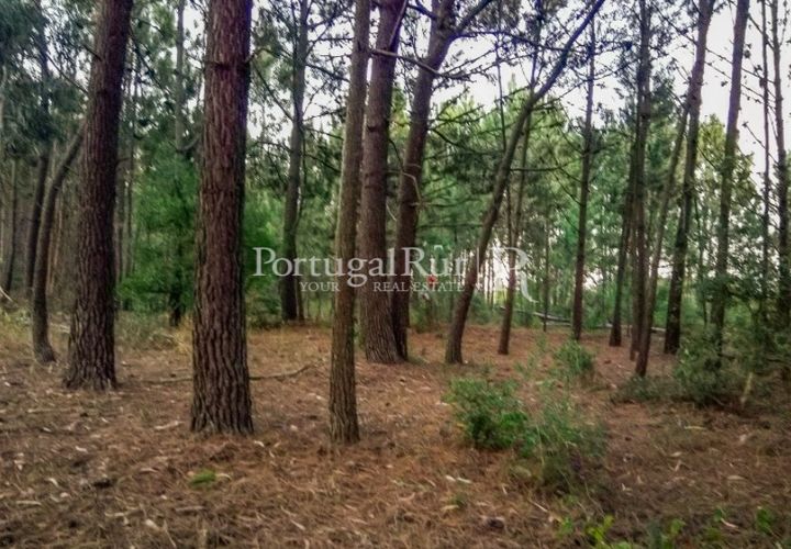Helårsgrund i Rogil, Faro, Rogil - € 95.000 | Ref: PM402 - foto 1