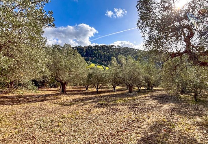 Helårsgrund i Riparbella, Pisa, Riparbella - € 120.000 | Ref: CS466 - foto 1