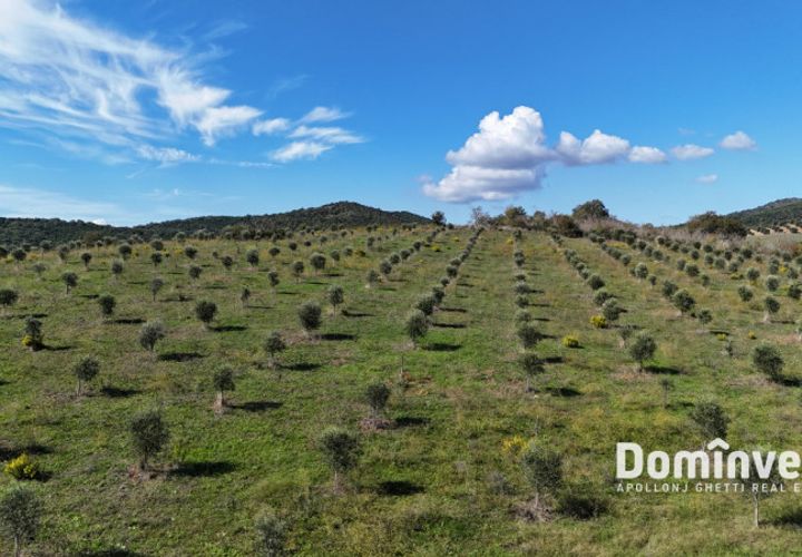Helårsgrund i Capalbio, Grosseto, Capalbio - € 430.000 | Ref: v-224 - foto 1
