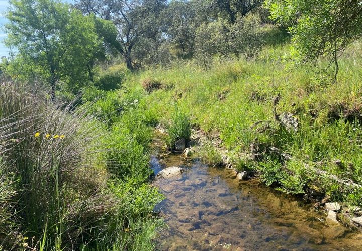 Tomt i Terrugem e Vila Boim, Portalegre, Terrugem e Vila Boim - € 22 500 | Ref: MAX-215-24 - foto 1