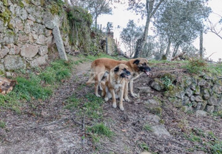 Granja en Cinfaes, Viseu, Cinfaes - € 299.000 | Ref: ZMPT583026 - photo 1