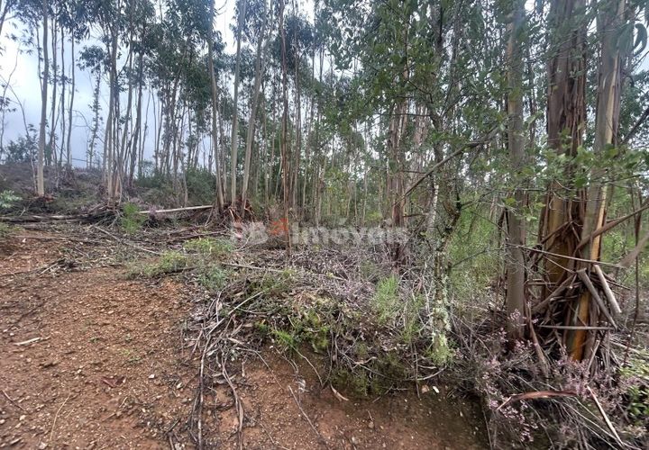 Helårsgrund i Tomar, Santarem, Tomar - € 39.000 | Ref: 01826-25 - foto 1