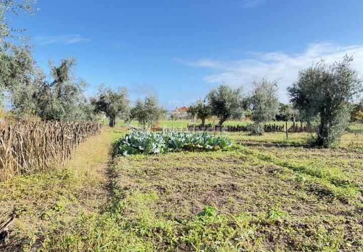 Tomt i Abrantes, Santarem, Abrantes - € 9 500 | Ref: 01817-25 - foto 1