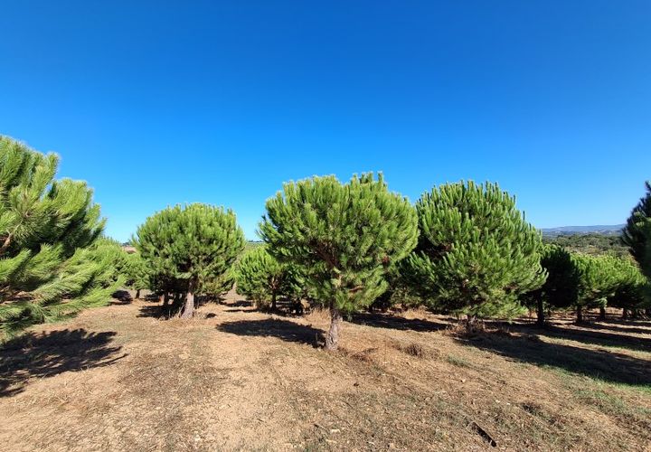 Helårsgrund i Alcobaca, Leiria, Alcobaca - € 97.500 | Ref: Terreno Sol 1 - foto 1