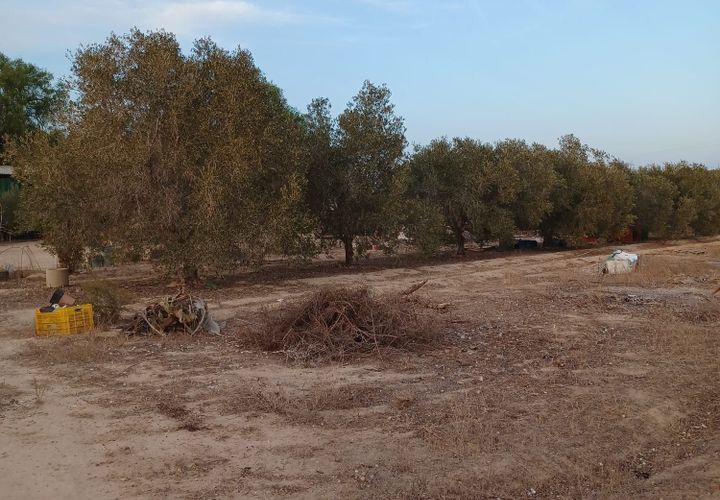 Landejendom i Elche, Alicante, Elche - € 175.000 | Ref: RUS0002 - foto 1