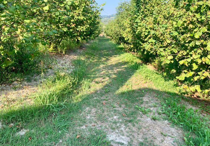 Erhvervsejendom i Dogliani, Cuneo, Dogliani - € 340.000 | Ref: D750.25 - foto 1
